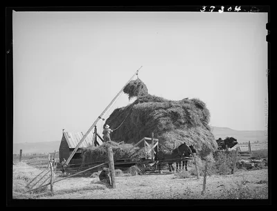 [Untitled photo, possibly related to: Stacking hay with Mormon hay…, Utah, 1940