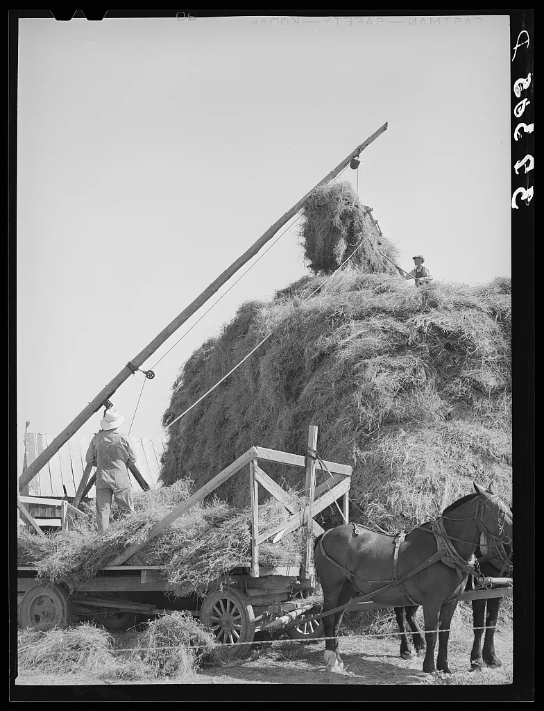 Stacking hay with Mormon hay stacker. Box Elder County, Utah, 1940