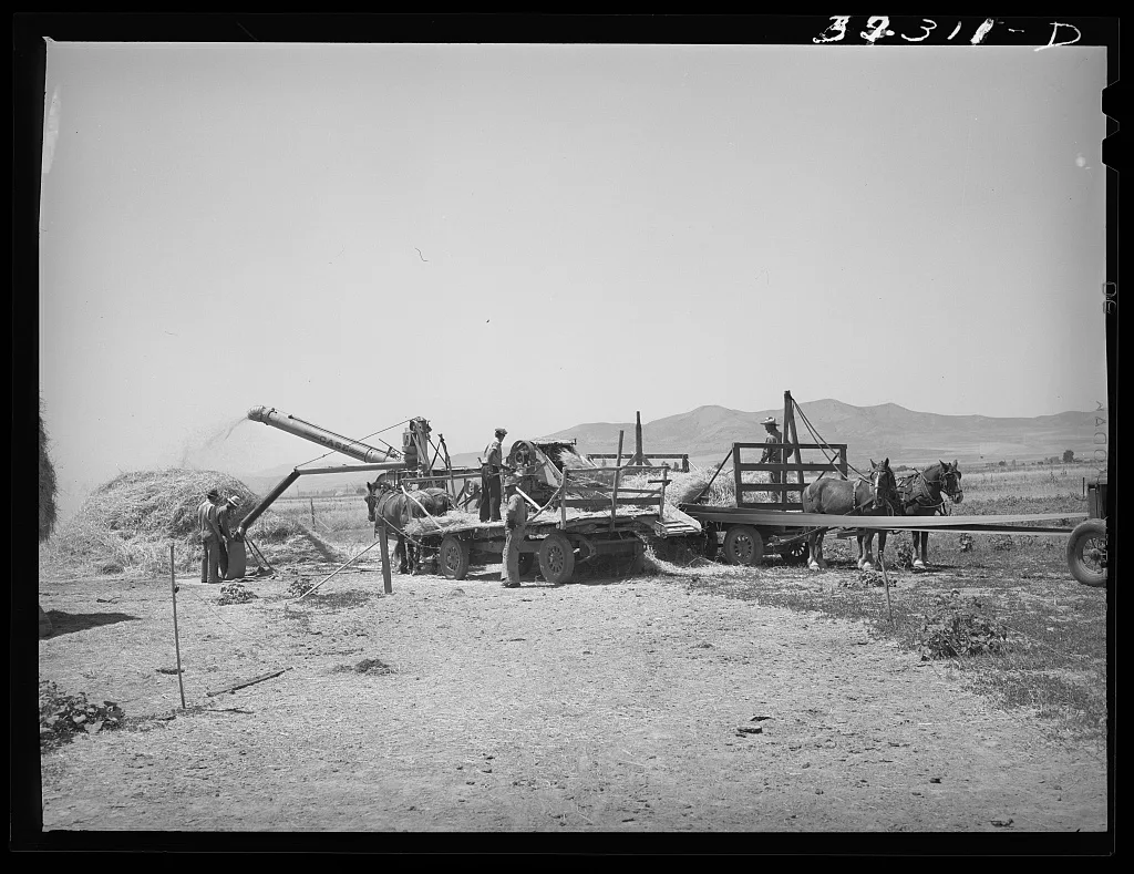 Threshing barley. Box Elder County, Utah, 1940