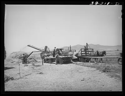 Threshing barley. Box Elder County, Utah, 1940