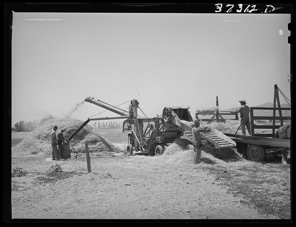 [Untitled photo, possibly related to: Threshing barley. Box Elder…, Utah, 1940