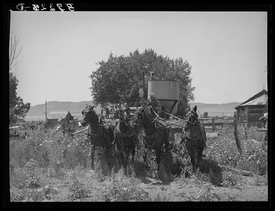 [Untitled photo, possibly related to: The old method of drawing a…, Utah, 1940