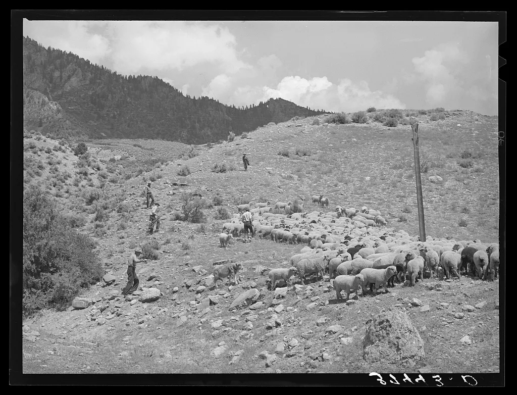 Driving fat lambs to Cimarron, Colorado, for shipping to Denver,…, 1940