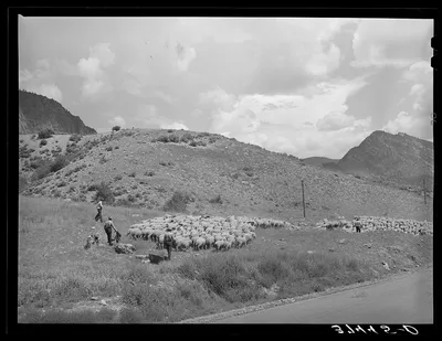 Driving fat lambs to Cimarron, Colorado, for shipping to Denver,…, 1940