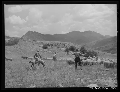 Driving fat lambs to Cimarron, Colorado, for shipping to Denver,…, 1940