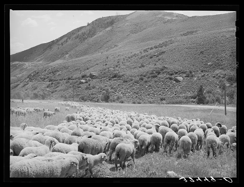 Driving fat lambs to Cimarron, Colorado, for shipping to Denver,…, 1940