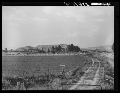 Farm. Montrose County, Colorado, 1940