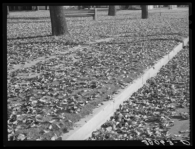Dead leaves in the fall. Marysville, California, 1940