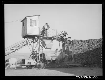 Unloader and distributor of sugar beets at sugar beet plant.…, Utah, 1940