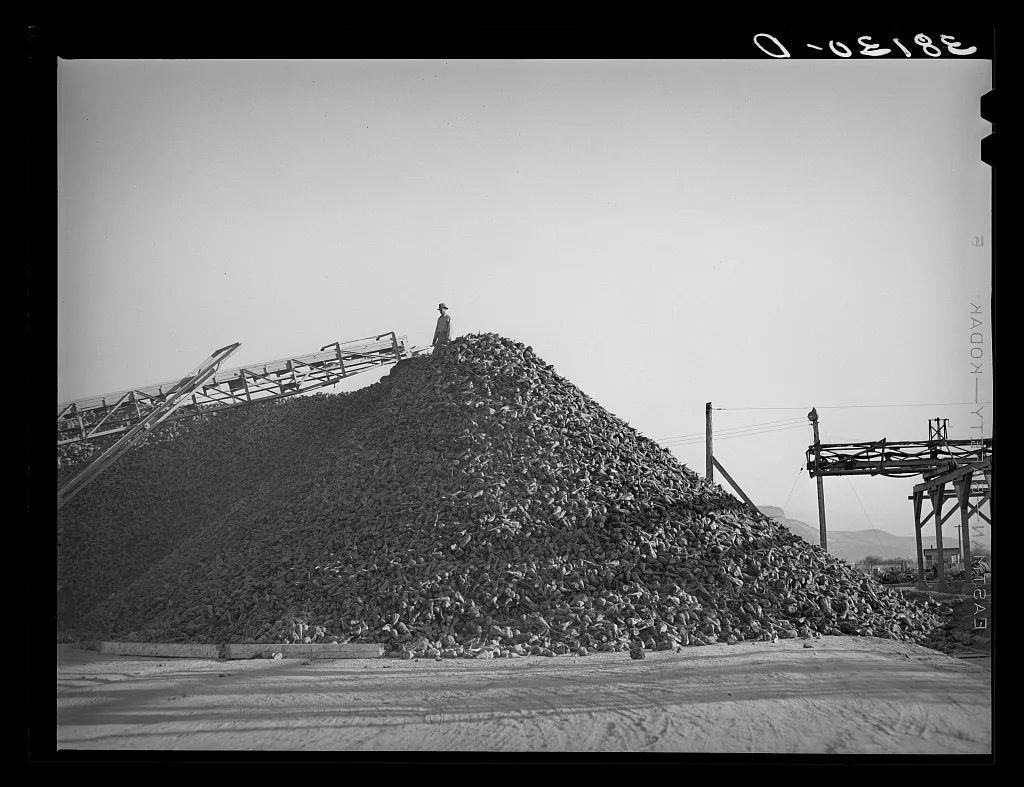 Pile of sugar beets waiting for processing at sugar beet plant.…, Utah, 1940