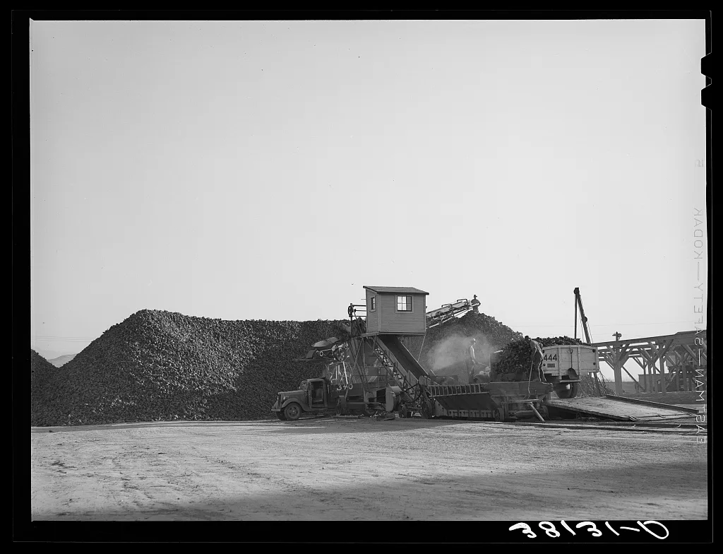 Unloader and pile of sugar beets at sugar beet processing plant.…, Utah, 1940