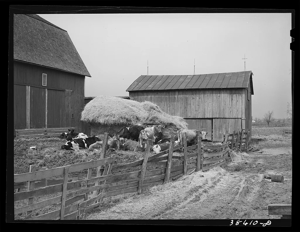 Barnyard scene. Hancock County, Ohio, 1941