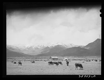 Cows in pasture, the snow-covered Uinta Mountains in the background.…, Utah, 1941
