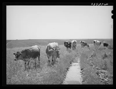 Cows belong to Mr. Browning, FSA (Farm Security Administration)…, Oregon, 1941