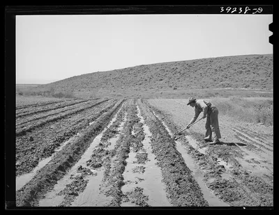 Newly-arrived farmer on the Vale-Owyhee irrigation project. Malheur…, Oregon, 1941