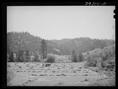 Haying. Garden Valley, Boise County, Idaho, 1941