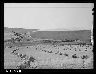 Barley in the shock.Whitman County, Washington, 1941