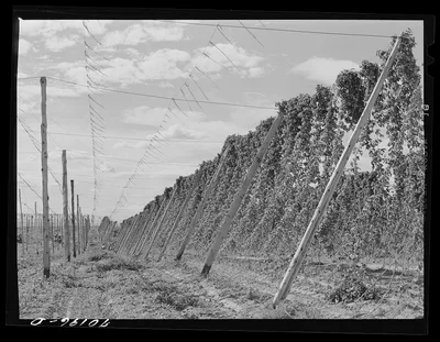 Hop vines. Yakima County, Washington, 1941