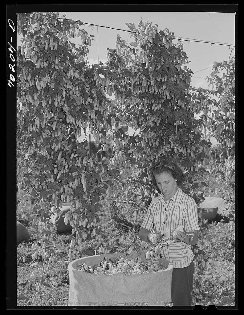 Picking hops. Yakima County, Washington, 1941