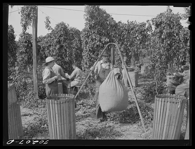 Weighing in sacks of hops. Yakima County, Washington, 1941