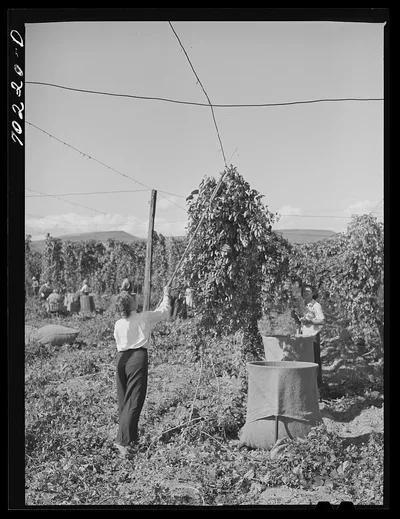 Pulling down vines in hop field. The hops or burns are then picked…, Washington, 1941