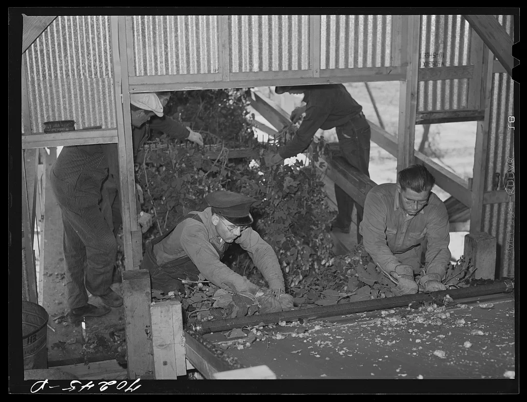 Feeding hop vines into stationary-type mechanical picker. Yakima…, Washington, 1941