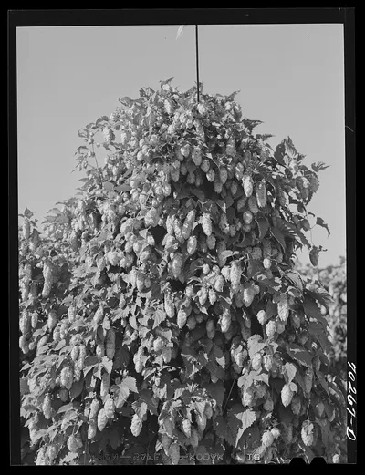 Hop vine. Yakima County, Washington, 1941
