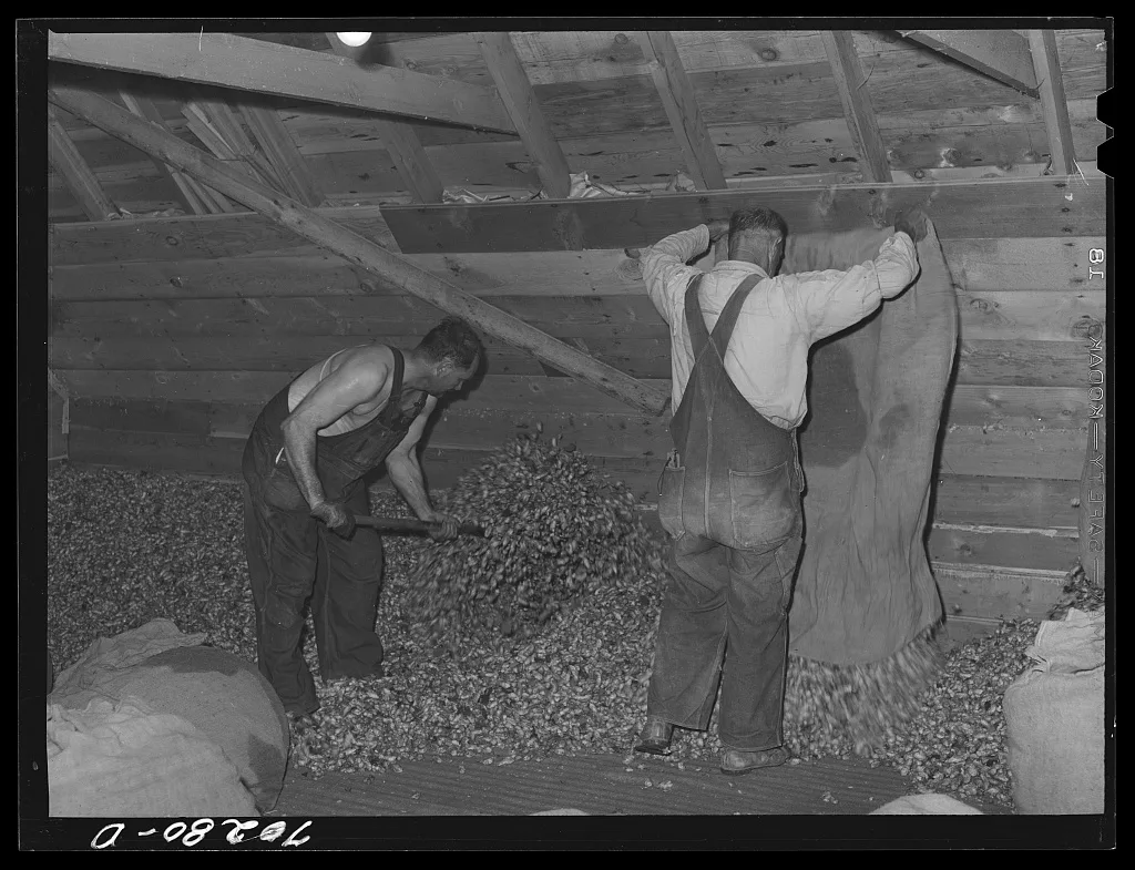 Emptying sacks of green hops into drying room of kiln. Yakima,…, Washington, 1941