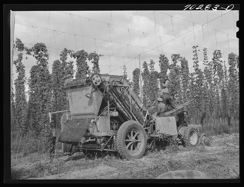 Portable-type mechanical hop picker. Yakima County, Washington, 1941