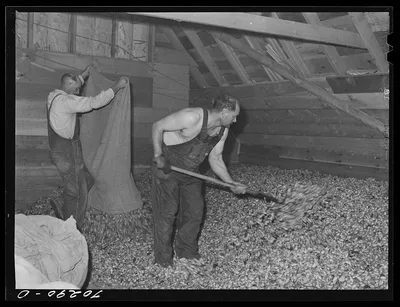 Sprending out green hops in drying room of kiln. Yakima County,…, Washington, 1941