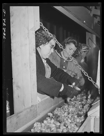 Repickers after hops have gone through mechanical pickers. Yakima…, Washington, 1941