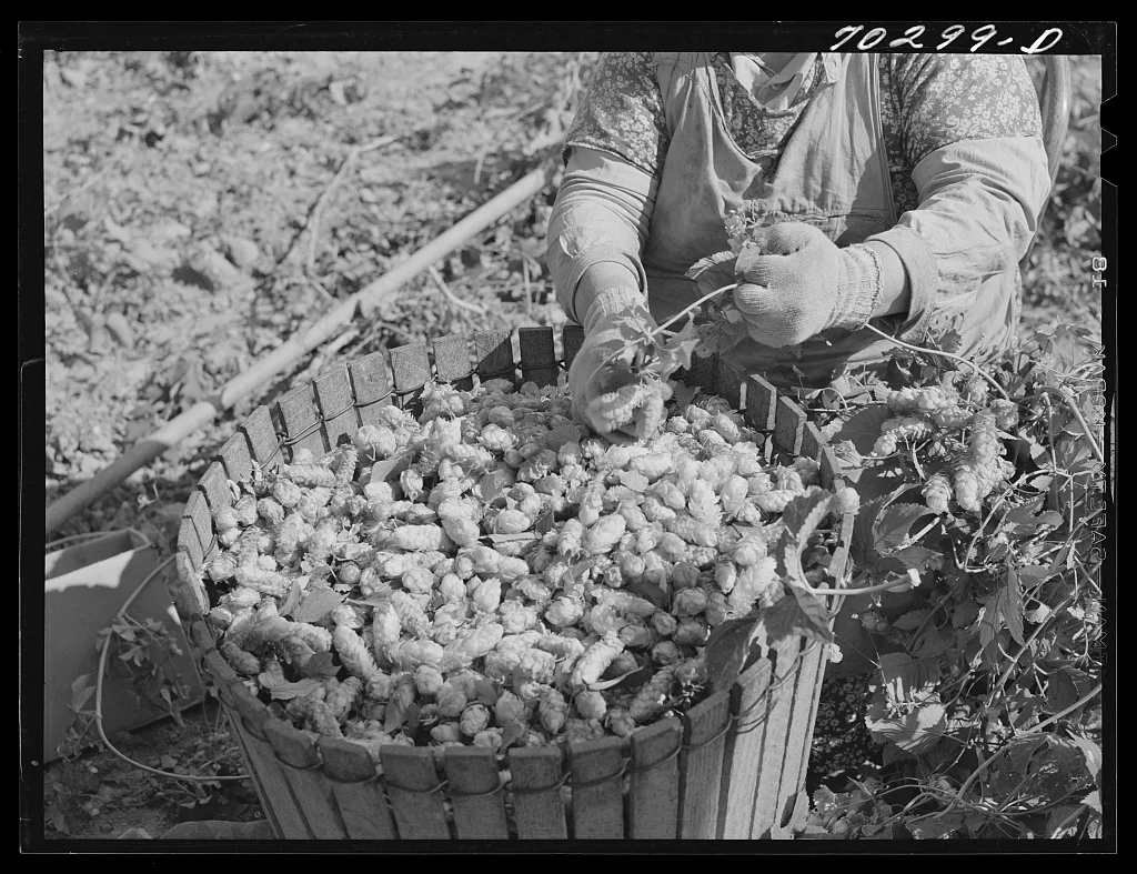 Hop picker and basket. Yakima County, Washington, 1941