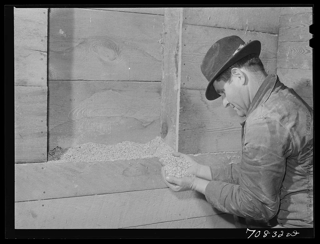 Lee Wagoner, Black Canyon Project farmer, looks at cattle feed in his…, Idaho, 1941