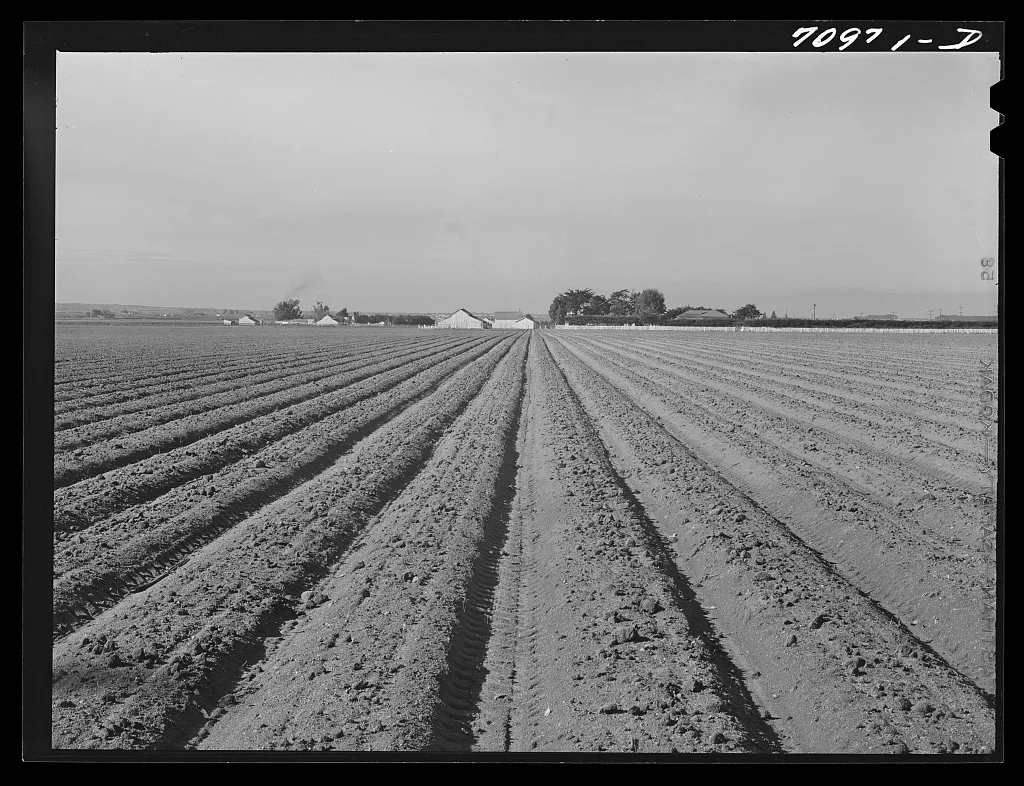 Salinas River Valley, California. Lettuce land, 1941