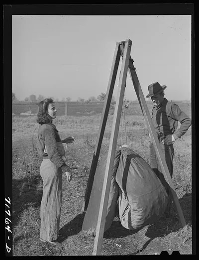 Tulare County, California. Weighing in cotton in the field, 1942