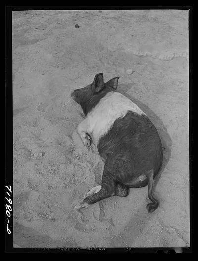Coolidge, Pinal County, Arizona. Casa Grande Farms, FSA (Farm…, 1942