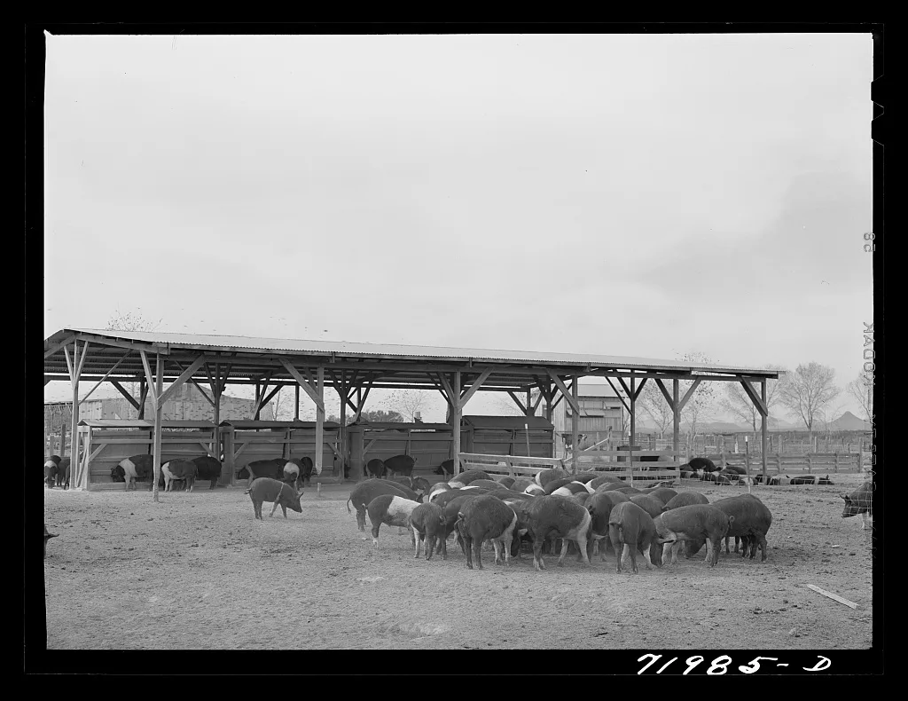 Coolidge, Pinal County, Arizona. Casa Grande Farms, FSA (Farm…, 1942