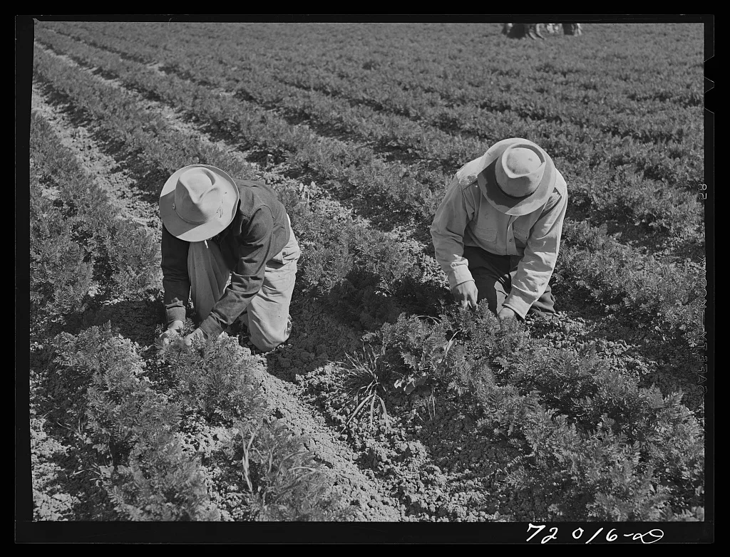 Weeding carrots. Imperial County, California, 1942
