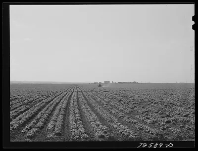 Monterey County, California. Field of lettuce, 1942