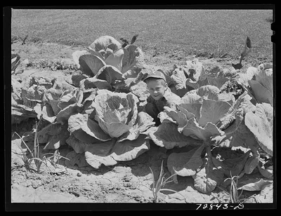 Jimmy Lee Shadd in his mother's cabbage patch at the FSA (Farm…, California, 1942