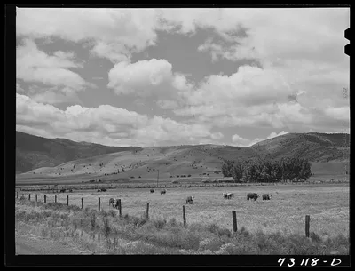 Siskiyou County, California. Cattle grazing in mountain pastures, 1942