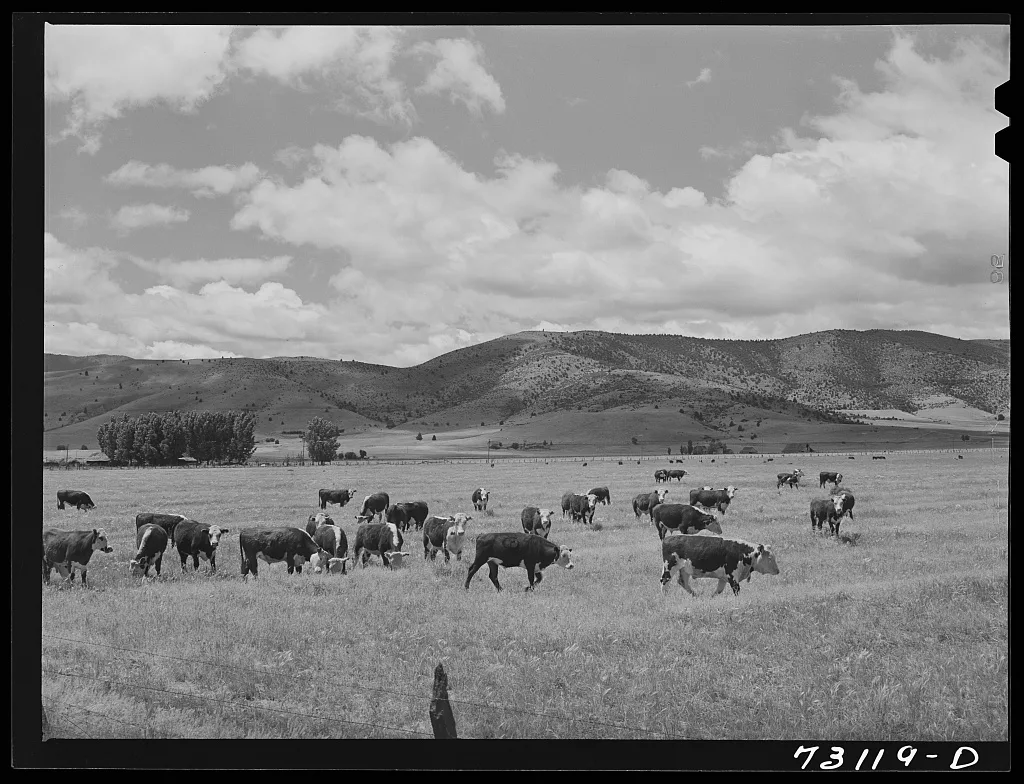 Siskiyou County, California. Cattle grazing in mountain pastures, 1942