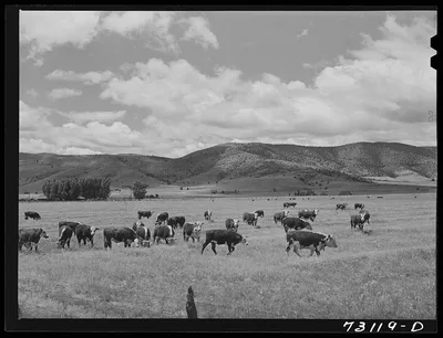 Siskiyou County, California. Cattle grazing in mountain pastures, 1942