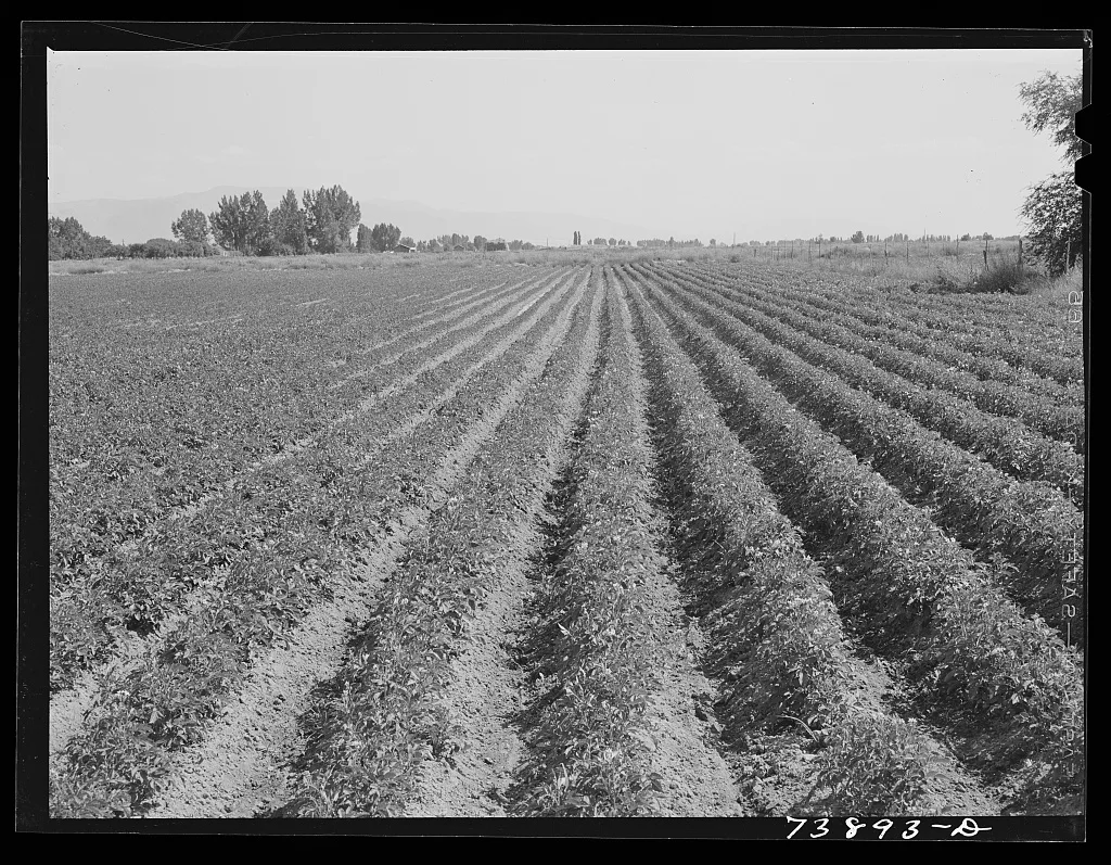 Rupert, Idaho (vicinity). Potato field, 1942