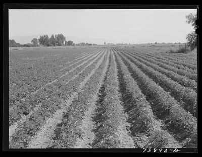 Rupert, Idaho (vicinity). Potato field, 1942